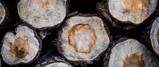 Wood 101: A Beginner’s Guide to Choosing &amp; Using Wood