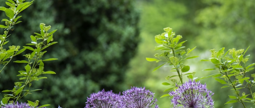 Backyard Garden Transformation on a Budget: A Case Study of a Young Couple&#39;s Journey